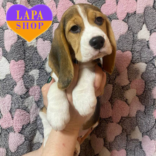 Charming Lady of Beagle Breed with Tricolor Coat