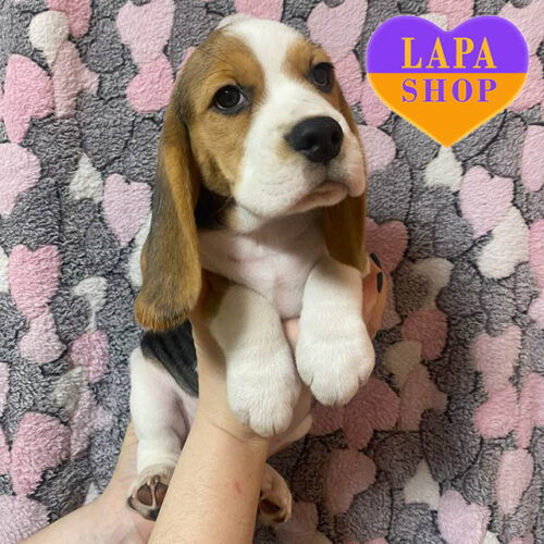 Lovely Girl of Beagle Breed with Tricolor Coat