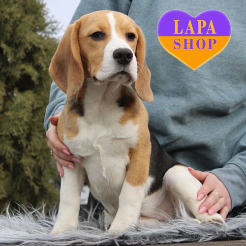 Красавица породы бигль триколорной окраски