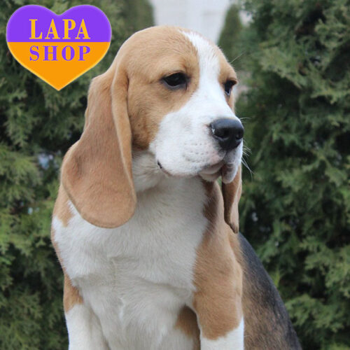 Триколорный мальчик породы бигль - ваш будущий любимец