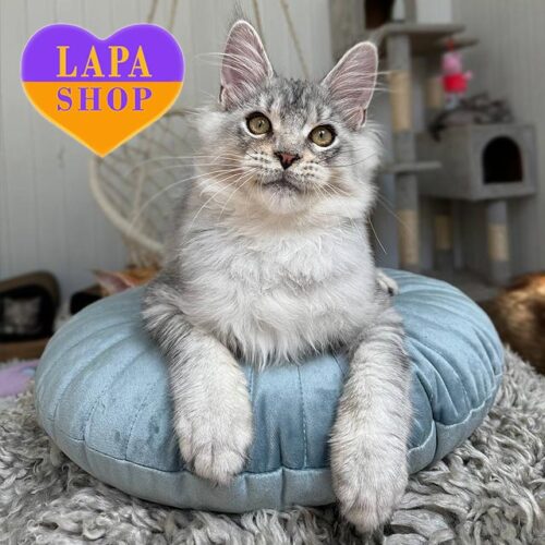 Bebemotik — елегантне кошеня породи мейн-кун з розкішним сріблястим забарвлення shaded line