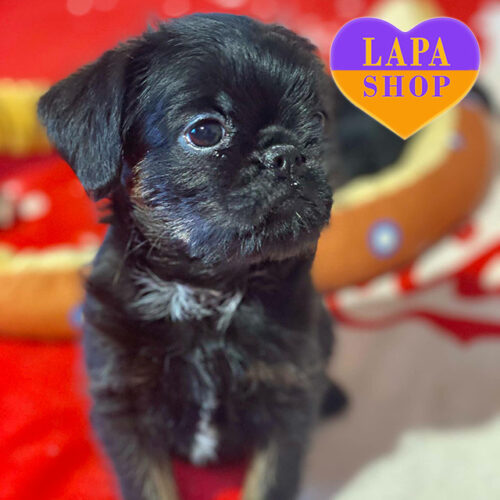 Чорний хлопчик породи бельгійський грифон