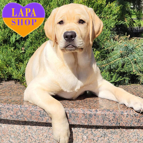 Ласковая и нежная девочка породы лабрадор-ретривер Belladonna