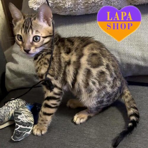 Cute Small "Leopard" Bengal Kitten