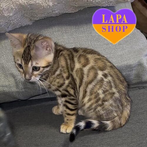 Charming Bengal Kitten