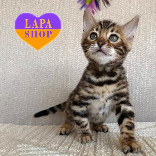 Бенгальский красавчик Дон Корлеоне — в разведение