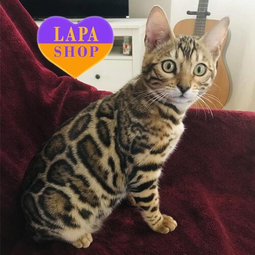 Charming Bengal Beauty in a Luxurious Fur Coat