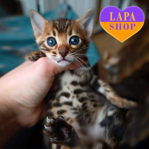 Грациозная бенгальская красавица Kleo