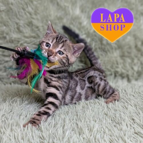 Paulina — маленька бенгальська хижачка в розкішній шубці