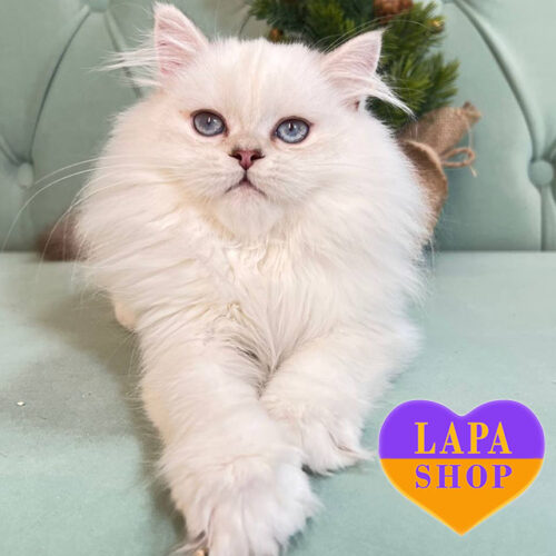 Beylic — елегантний шотландський довгошерстий котик