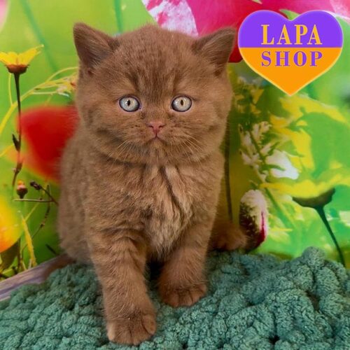 Чарівне британське кошеня рідкісного забарвлення цинамон Марс