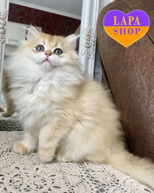 золотий британець