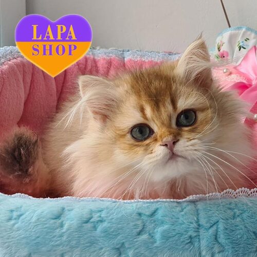 Милая длинношерстная британская кошечка Жозефина