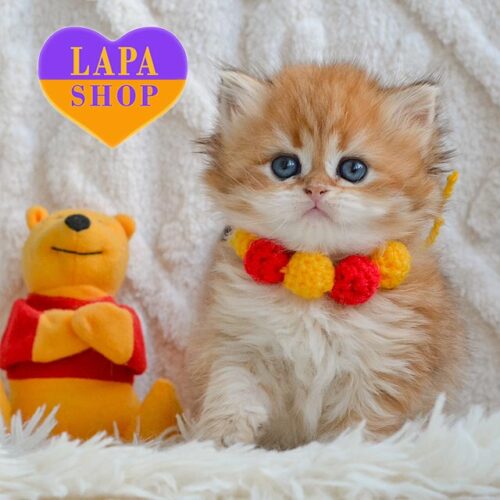 Харизматичный британский длинношерстный котенок пятнисто-золотой окраса Wink