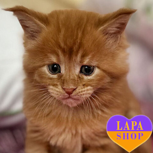 Boss — чарівний мейн-кун червоного забарвлення