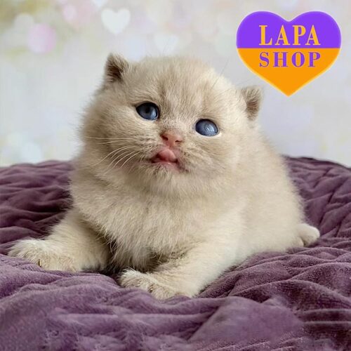 Charming British Kitten in a Rare Fawn Color Caspar