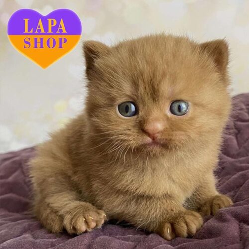 Cesar — миле британське кошеня із розкішною плюшевою шубкою забарвленям цинамон