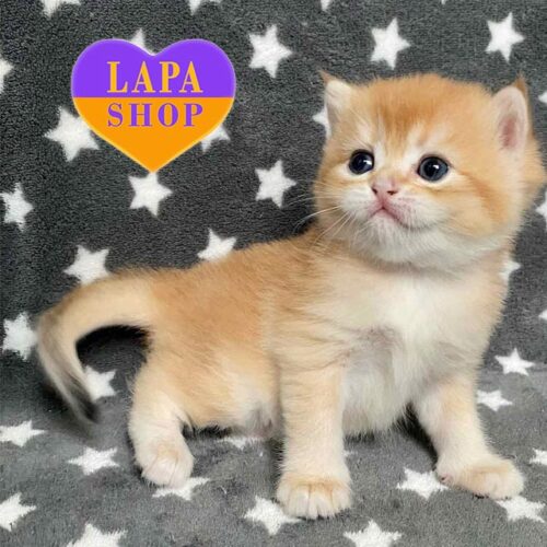 Charming British Kitten in a Golden Fur Coat Daniel. Booking Is Open!