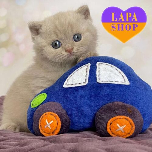 Diamond is a British Handsome Kitten in a Delicate Fawn Color. Booking is Open!