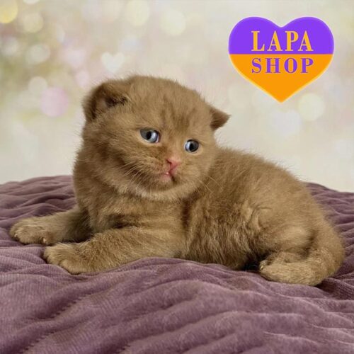 Cute British Handsome Cinnamon Kitten Dustin. Booking Is Open!