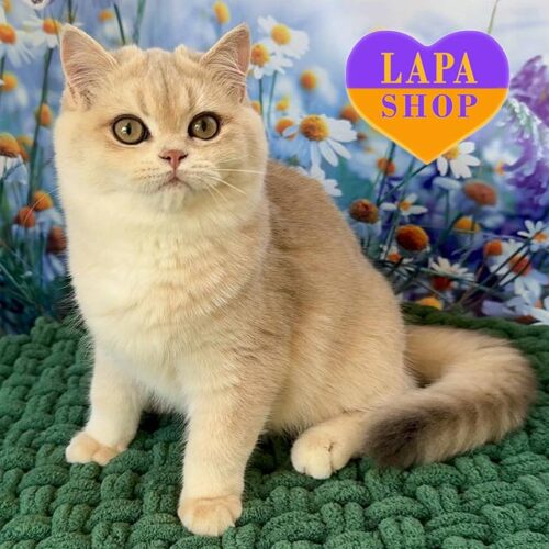 Cute British Kitty Malva