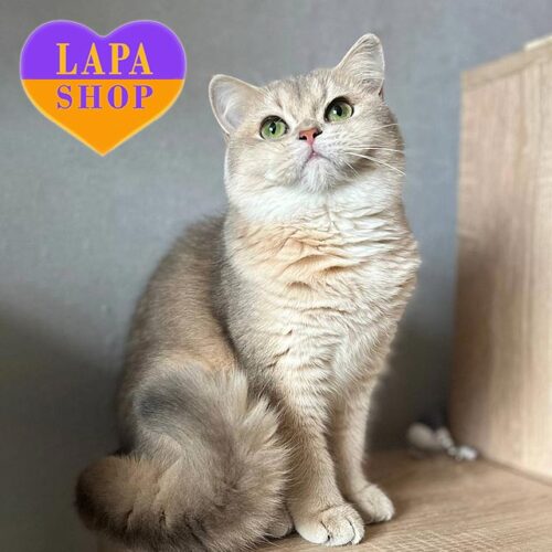 Британская красавица нежного голубо-золотого окраса Моана