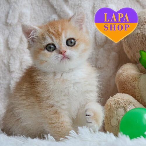 Charming British Gentleman in Precious Golden Color Uran