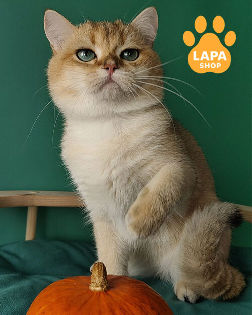 Cute British Gentleman With a Luxurious Golden Color Wolly bri volly2