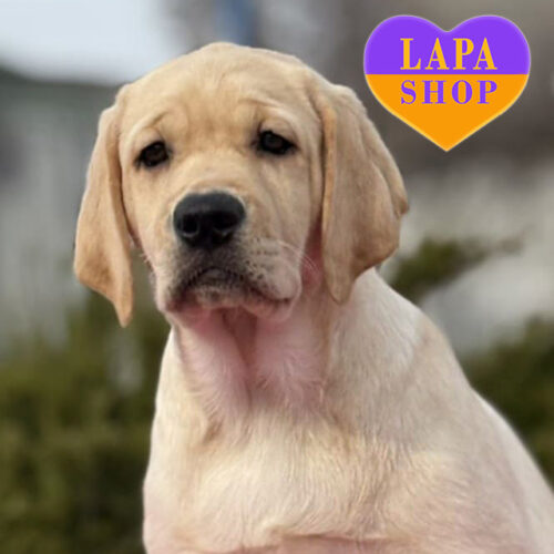 Brianna — Cheerful and Active Girl of the Labrador Retriever Breed