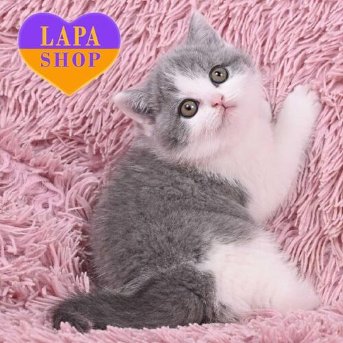 Eleanor — британська красуня в блакитно-білій шубці