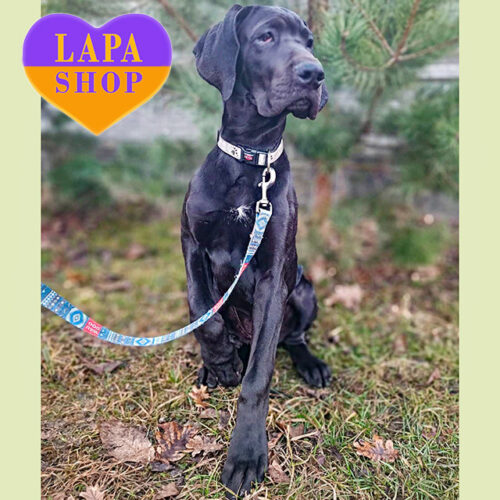 California — чорна дівчинка породи німецький дог