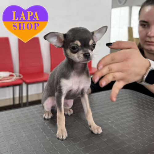 Cаса  — чарівна дівчинка породи чихуахуа