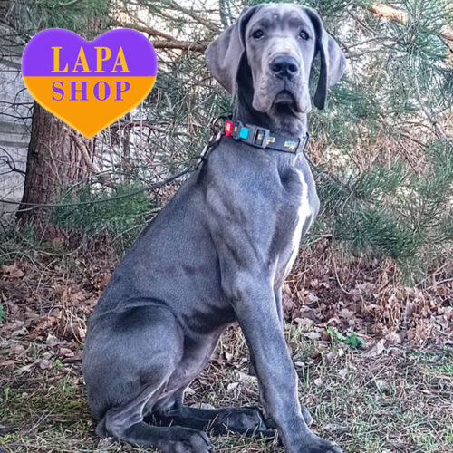 Чарівна дівчинка породи німецький дог Cassablanka блакитного забарвлення