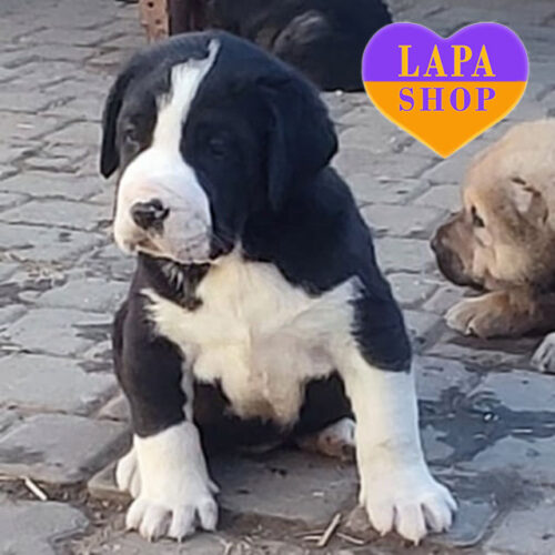 Величний хлопчик породи алабай чорно-білого забарвлення