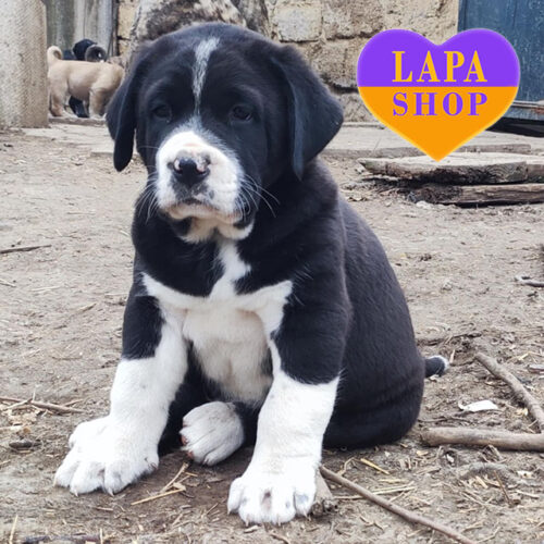 Big Handsome Boy of Alabai Breed with Black and White Coloring