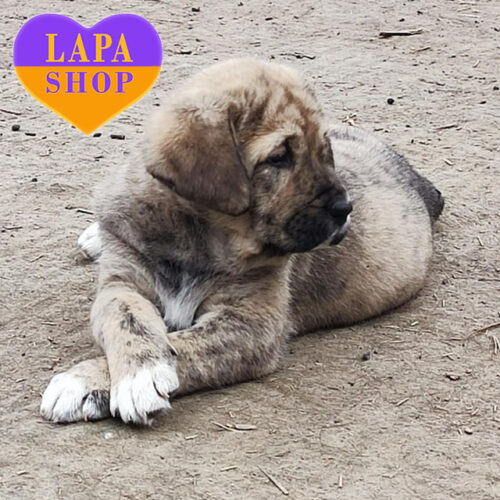 True Lady of Alabai Breed with Tiger Coloring
