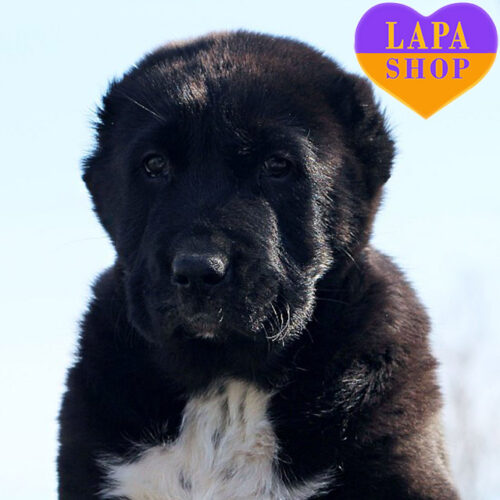 Chernika — Black and White Girl of Central Asian Shepherd Dog