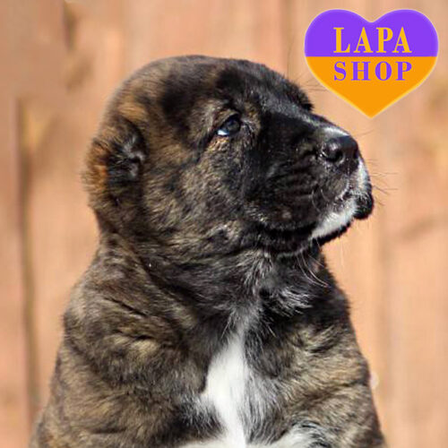 Brindle and White Girl of Central Asian Shepherd Dog Cherry