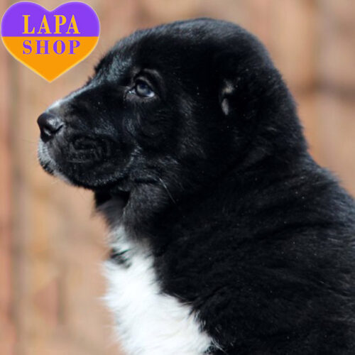 Chibis — Black and White Boy of Alabai Breed