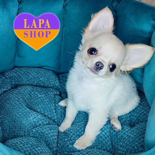 Кремовый мальчик породы чихуахуа длинношерстный