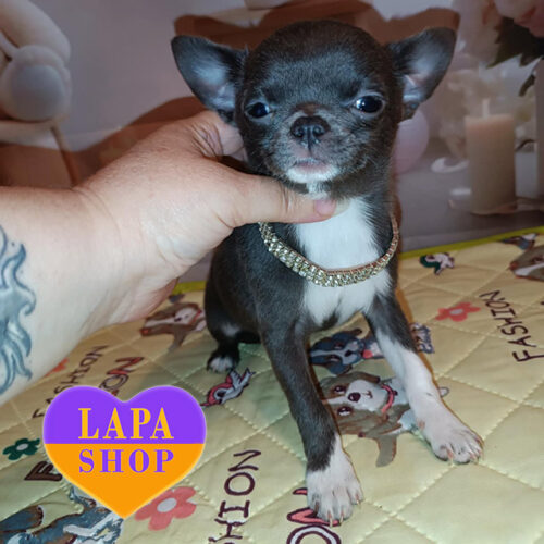 Adorable Mini Chihuahua Girl With Blue Coat