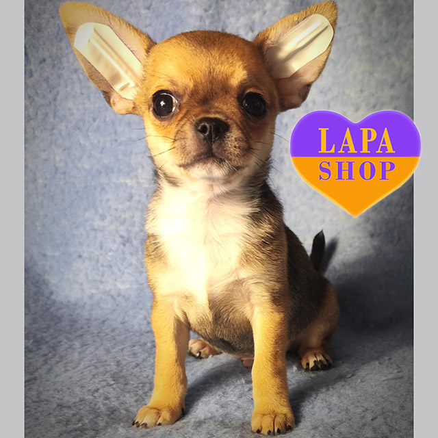 Chihuahua-01