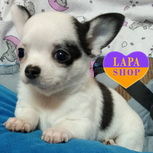 Chihuahua Boy with Black and White Coat