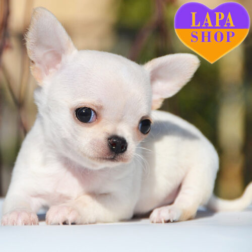 Невероятно милая девочка породы чихуахуа