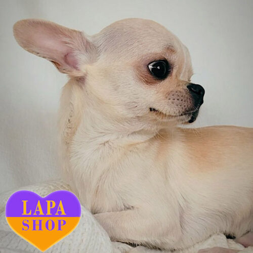 Очаровательный кремовый красавец породы чихуахуа