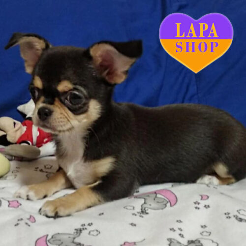 Charming Boy of Chihuahua Breed with Chocolate Color