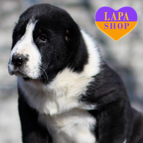 Chuv-Aks Gakan — Black and White Boy of Central Asian Shepherd Dog