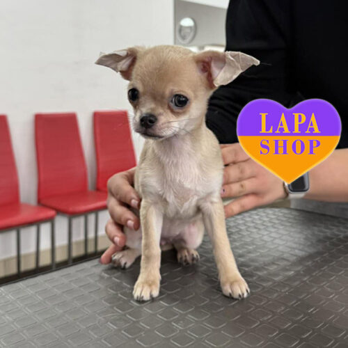 Cinnamon  — дівчинка породи чихуахуа