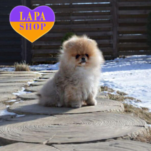 Элегантный мальчик породы померанский шпиц Конор