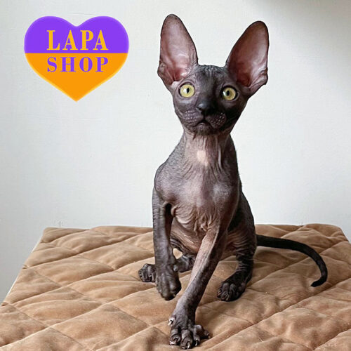 Graceful Cornish Rex Beauty With Wavy Black Fur Coat and an Exquisite White Medallion on the Chest Fiona